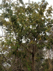 Mezoneuron kavaiense