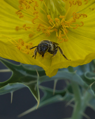 Lasioglossum