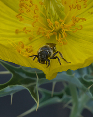 Lasioglossum
