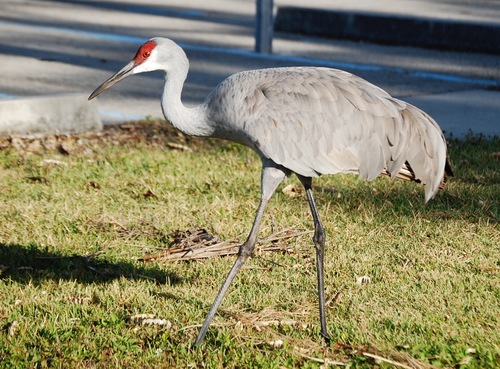 Gruidae image