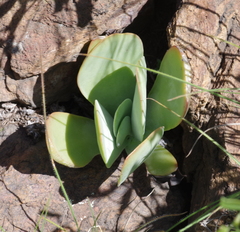 Kalanchoe thyrsiflora