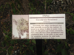 Mezoneuron kavaiense