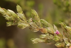 Amphithalea fourcadei