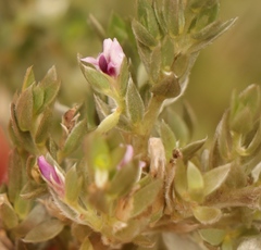 Amphithalea fourcadei