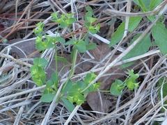 Euphorbia tetrapora