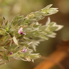 Amphithalea fourcadei