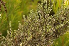 Amphithalea fourcadei