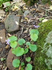 Viola labradorica