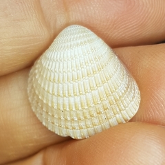 Chionopsis amathusia