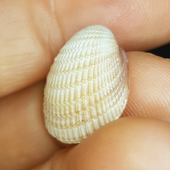 Chionopsis amathusia