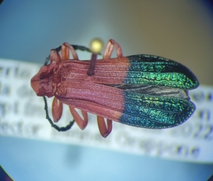 Thonalmus chevrolati