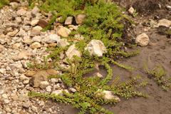 Laurembergia repens