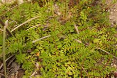 Laurembergia repens