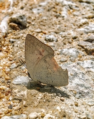 Curetis santana