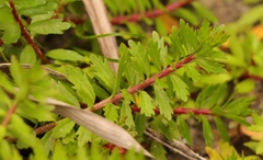 Laurembergia repens