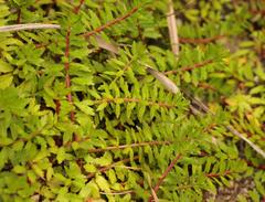 Laurembergia repens