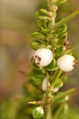 Catesbaea parviflora image