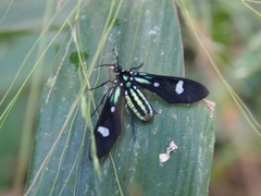 Leucotmemis nexa