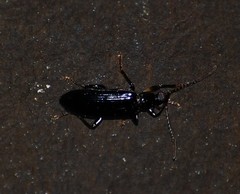 Statira basalis