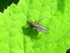 Dolichopus ungulatus