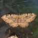 Coryphista meadii - Photo ללא זכויות יוצרים, uploaded by Kevin Keegan