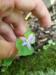 Viola labradorica