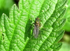 Dolichopus ungulatus