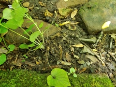 Viola labradorica