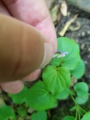 Viola labradorica