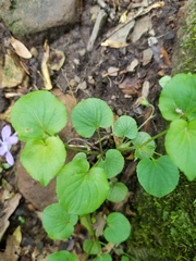 Viola labradorica