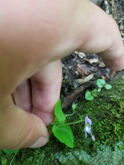 Viola labradorica