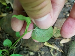 Viola labradorica