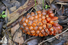 Pandanus montanus