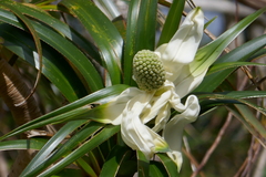 Pandanus montanus