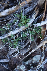 Perityle gilensis gilensis