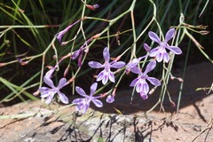 Afrosolen sandersonii sandersonii