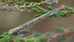 Perconia strigillaria