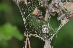 Oligocorynus caciqus