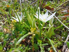 Ornithogalum