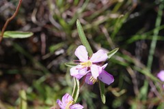 Antherotoma debilis