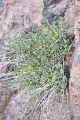 Perityle gilensis gilensis