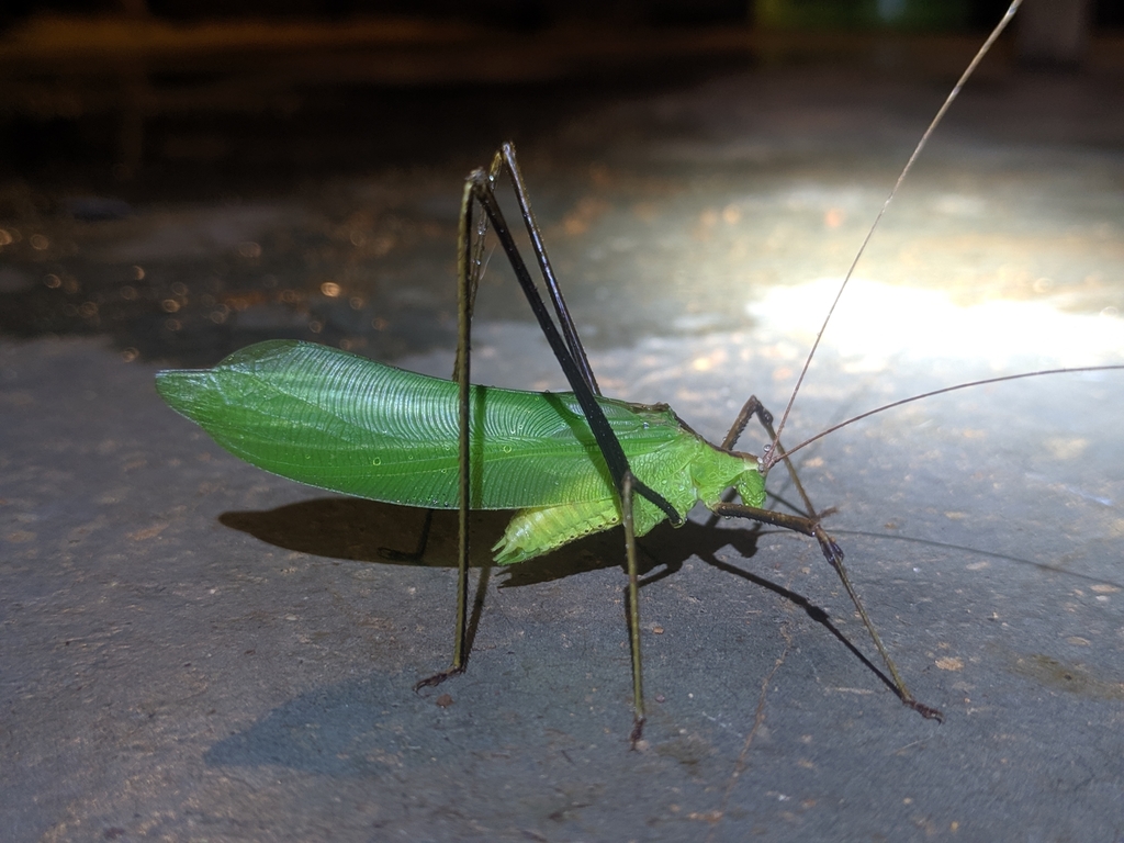 Horatosphaga scalata