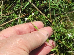 Cerastium brachypodum
