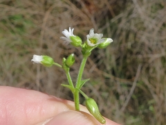 Cerastium brachypodum