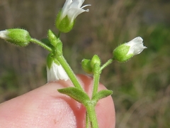 Cerastium brachypodum