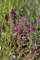 Polygalaceae