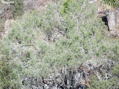 Pinus pinceana