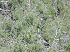 Pinus pinceana
