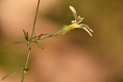 Phlox tenuifolia