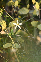 Phlox tenuifolia